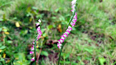 小花也可爱：“绶草”欣赏