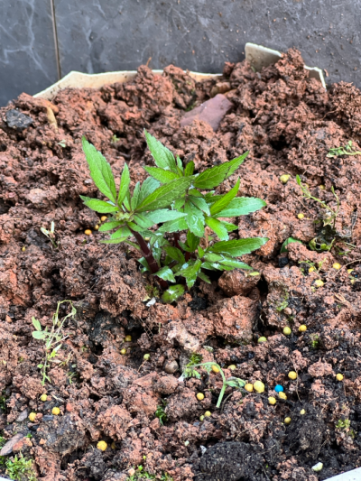 把大姨家的空花盆填上香草
喜欢凤梨鼠尾草和柠檬百里香的香味
专业对口，大部分植物我种起来都没啥压力。但总是在个别常规品种上栽跟头，去年很喜欢的圆叶宝珠茉莉，被我重剪之下算是完了，现在四处找苗再战。还好…