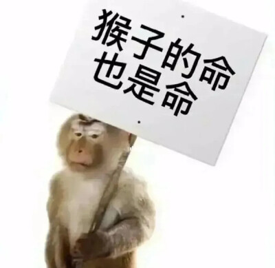 吗喽表情包