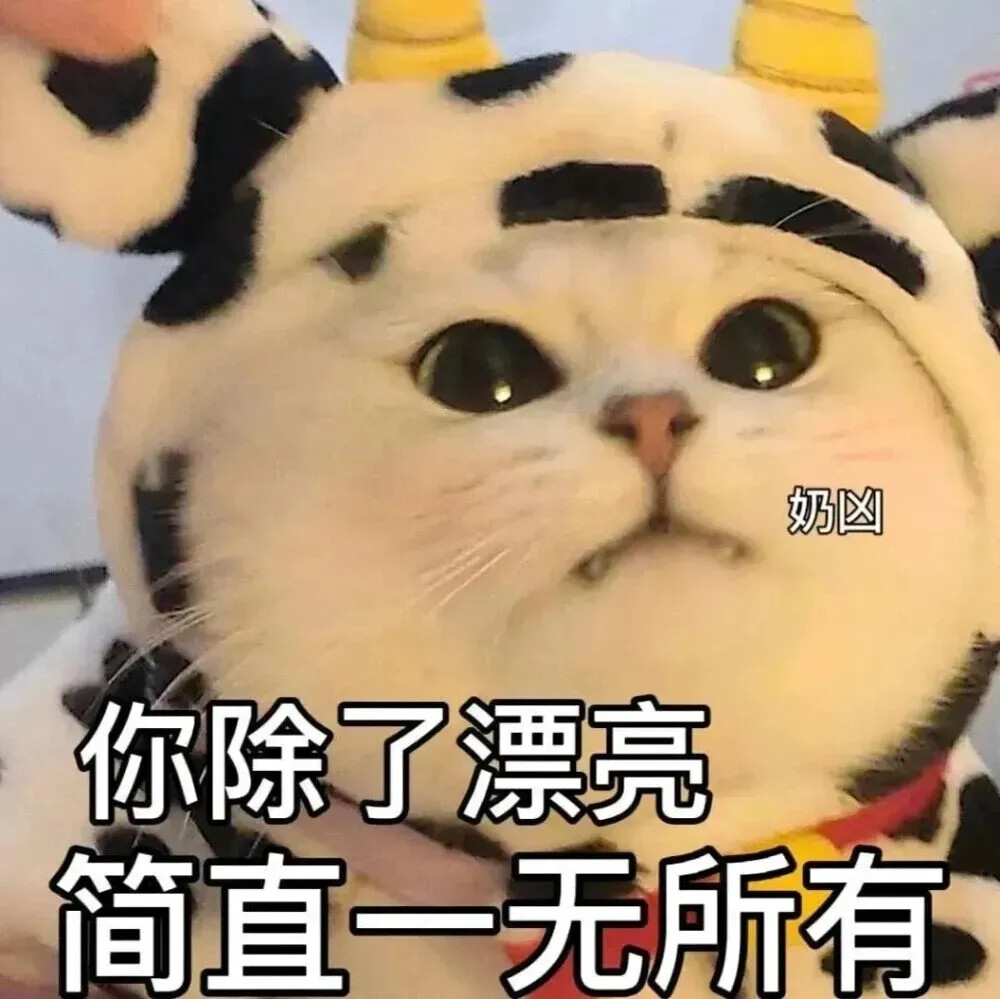 猫猫表情包