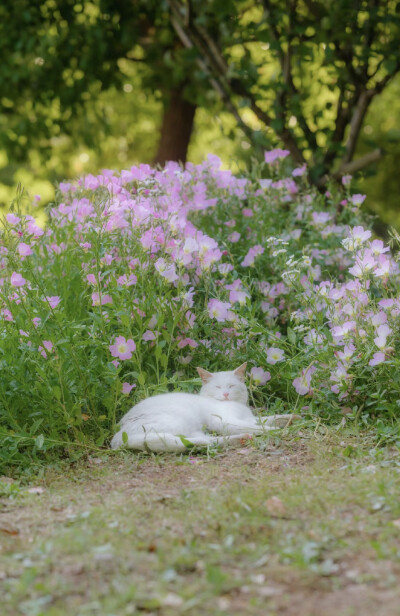 猫猫