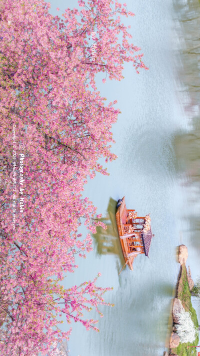 樱花树下，所有的美好浪漫都在发生
穿行在粉色的城市，看花瓣盈满整个春天 ​
摄影：@Hobin-MK813