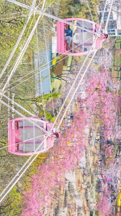 樱花树下，所有的美好浪漫都在发生
穿行在粉色的城市，看花瓣盈满整个春天 ​
摄影：@Hobin-MK813