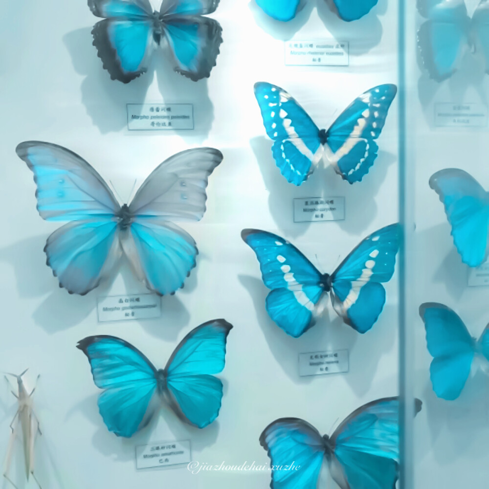 
蝶を砕く☽papillons“枯葉蝶《나비 계곡》
