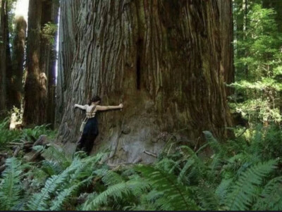 wood fairy