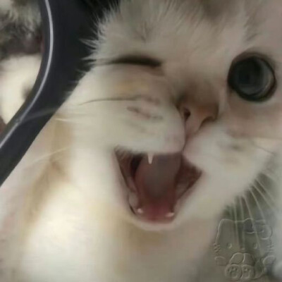 丸