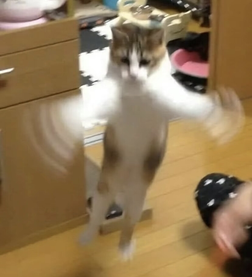 搞笑猫咪