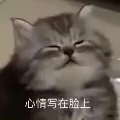 小猫表情包