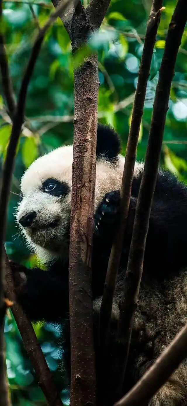 大熊猫手机壁纸