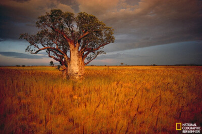 《猴面包树》
在澳大利亚维多利亚州温德姆附近，一株猴面包树孤独地站在荒野上。摄影：Sam Abell