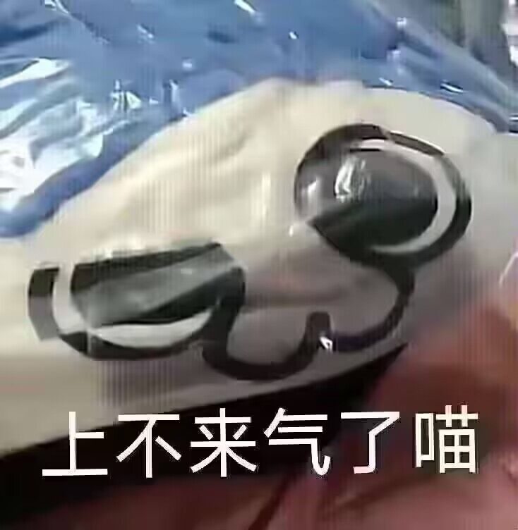 呆猫