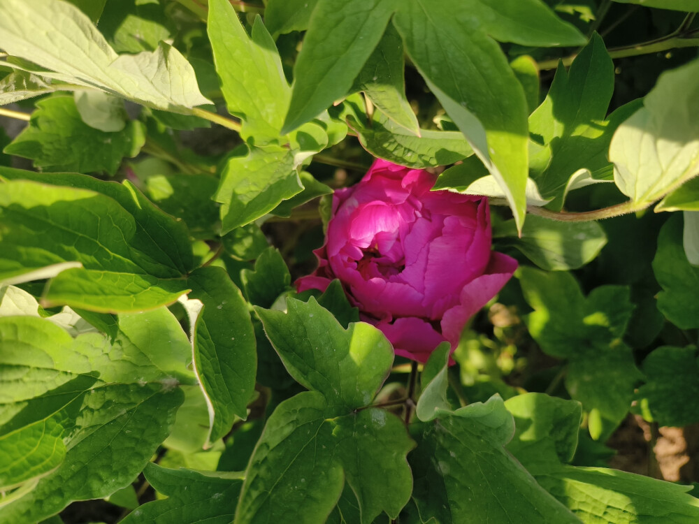 藏枝红牡丹(2024.4.17 迎泽公园)