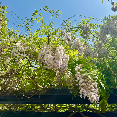 清华园花草