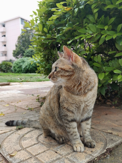 沈杳霭