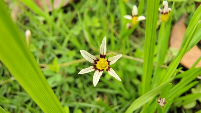 小花也可爱：“庭菖蒲”欣赏