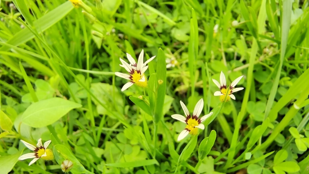 小花也可爱：“庭菖蒲”欣赏