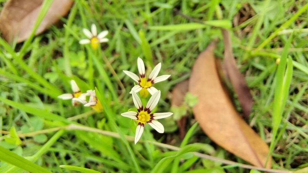 小花也可爱：“庭菖蒲”欣赏