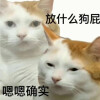 猫咪表情包