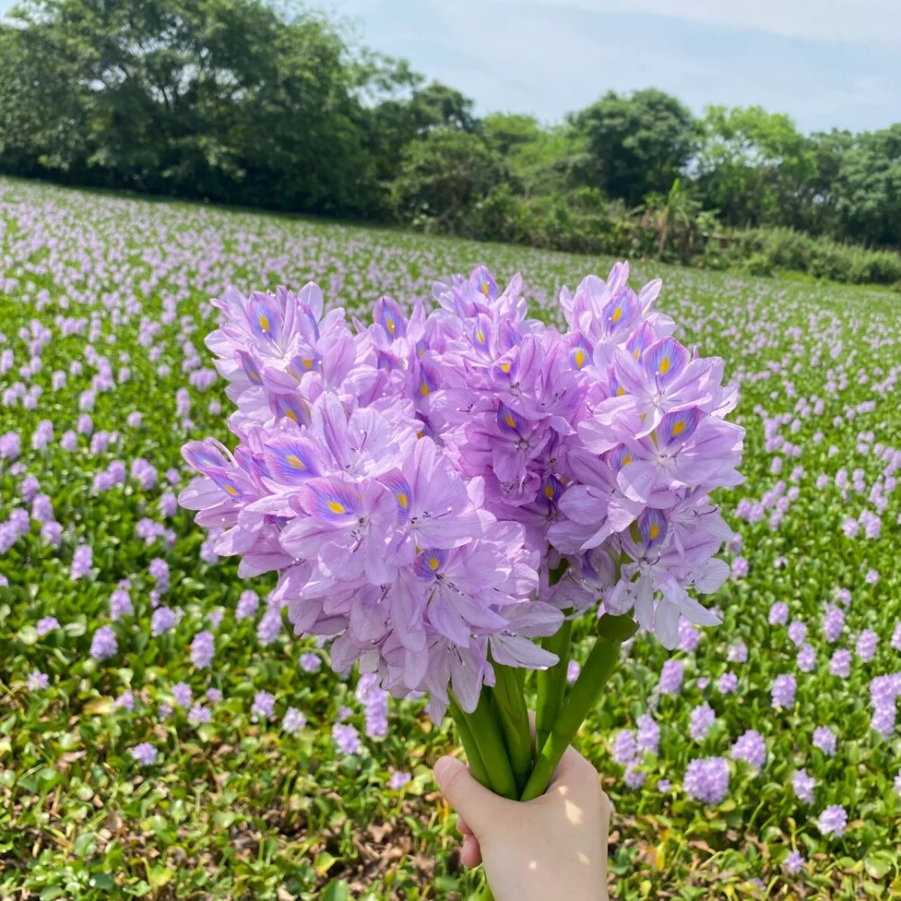 紫色系背景图