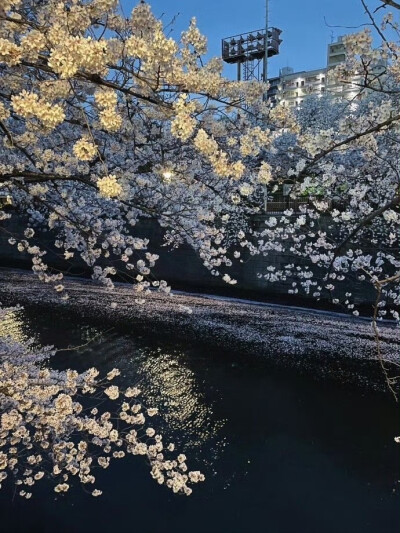 背景图//樱花下落的速度是每秒5厘米