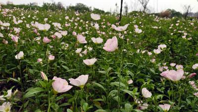 春满庐陵：美丽月见草迎风绽放