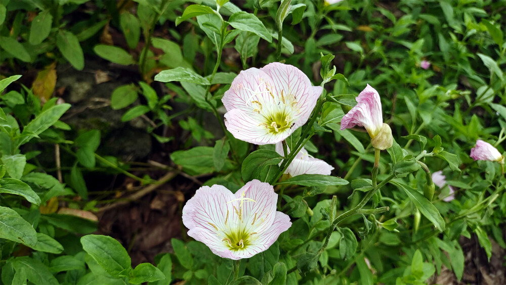 春满庐陵：美丽月见草迎风绽放