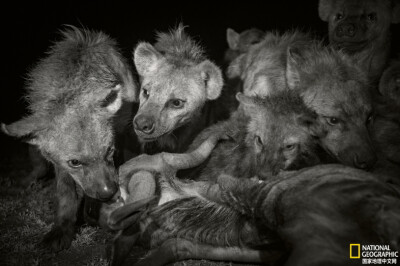 《大饱口福》
照片是机器人拍摄的，鬣狗们正在吃一只刚杀死的角马。鬣狗既会自己捕猎，也吃腐肉。化身食腐动物时，完全胜任生态系统的清洁工作。摄影：Jen Guyton