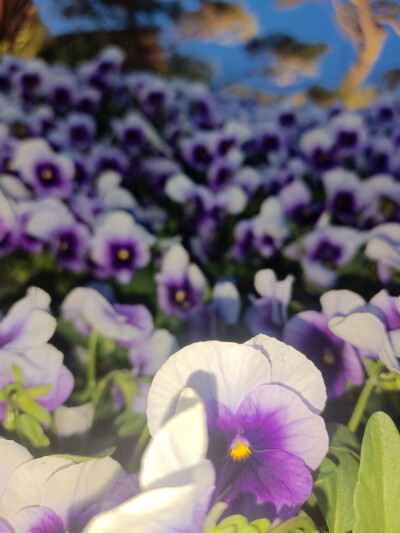 美丽的风景，除了前两张