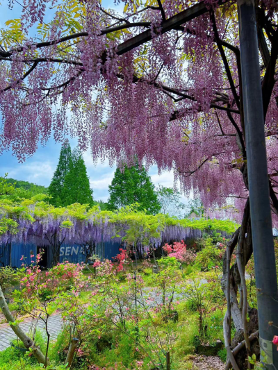 紫藤花开