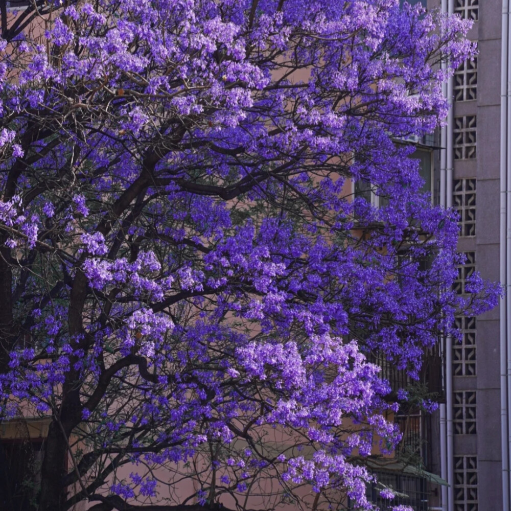 紫色背景图║蓝花楹