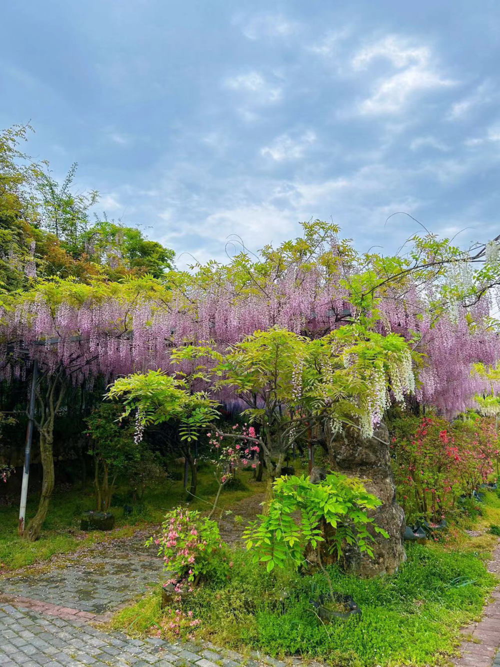 紫藤花开