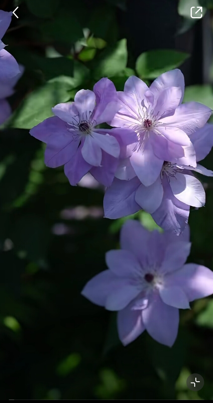 花草