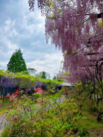 紫藤花开