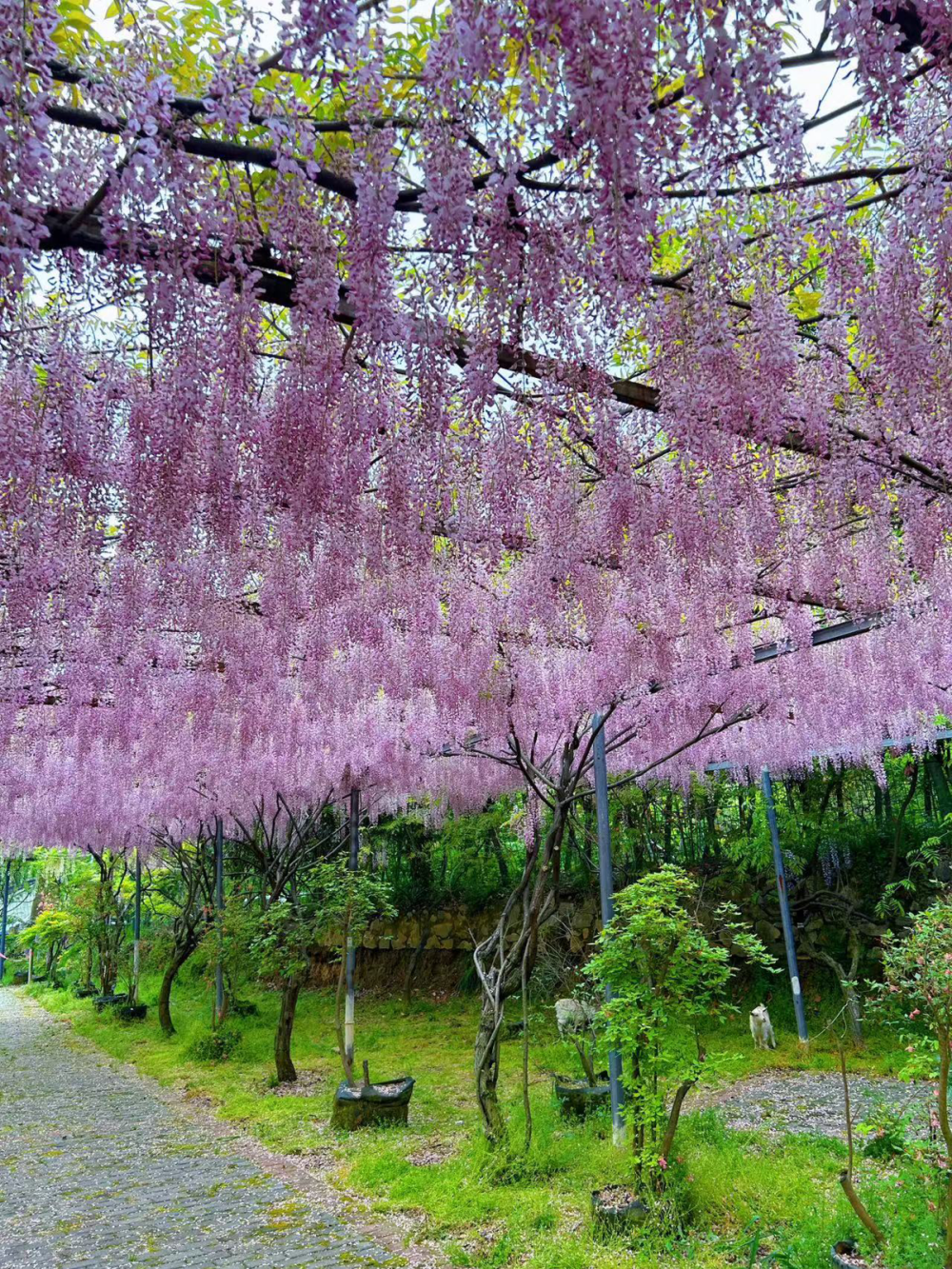 紫藤花开