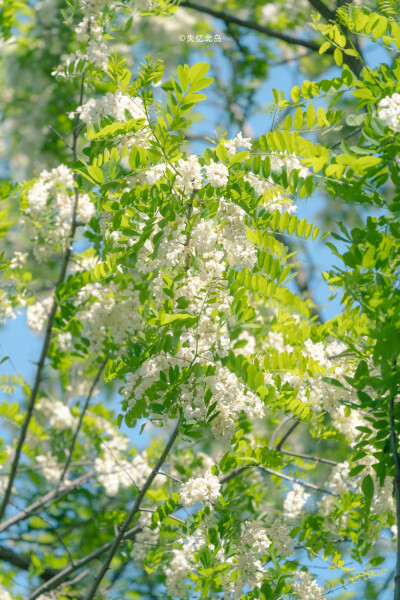 发光的槐花
摄影©失忆北岛