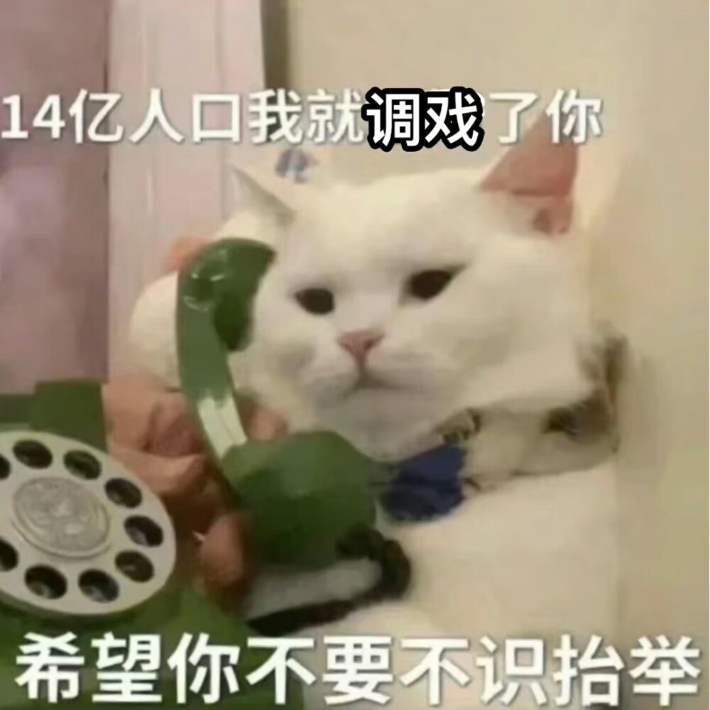 猫咪表情包