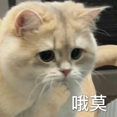 猫咪表情包