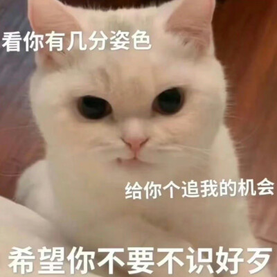 猫咪表情包