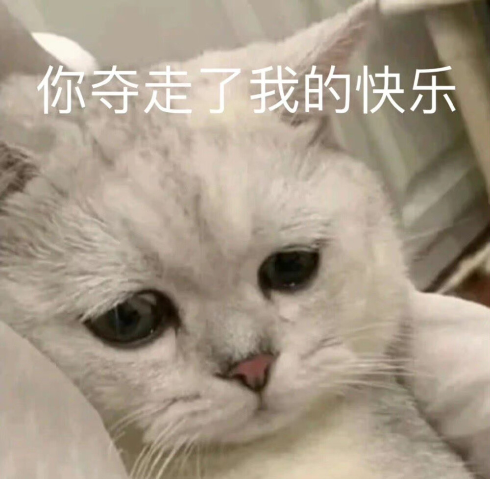 猫咪表情包
