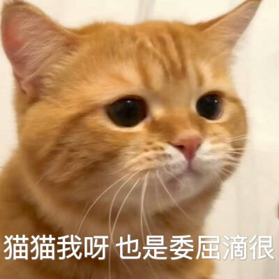 猫咪表情包