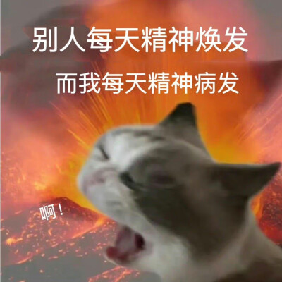 猫咪表情包