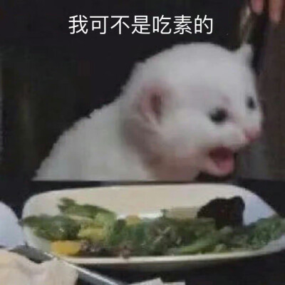 猫咪表情包