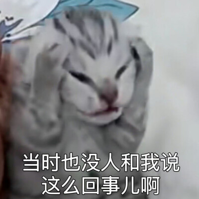 猫咪表情包