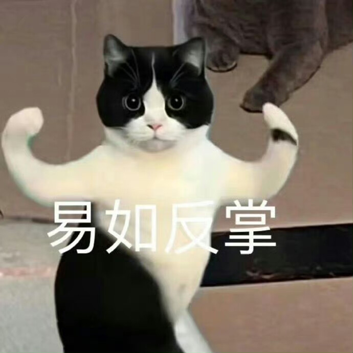 猫咪表情包