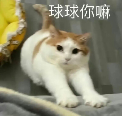 猫咪表情包