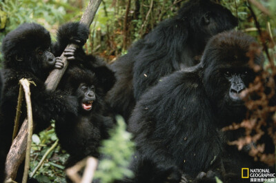 《山地大猩猩》
卢旺达火山国家公园的山地大猩猩家族。摄影：Michael nichols