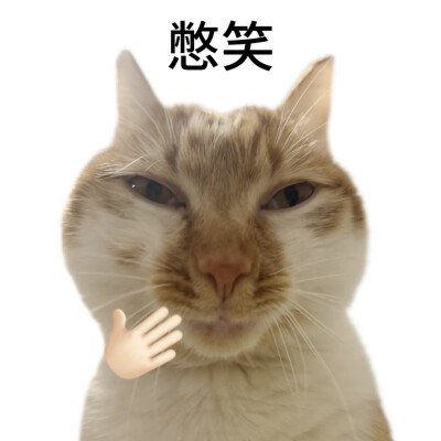 小猫表情包