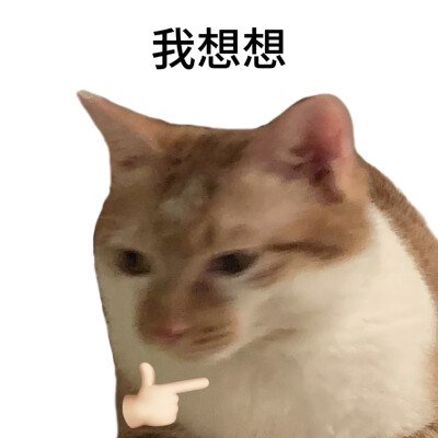 小猫表情包