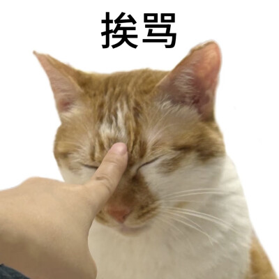 小猫表情包