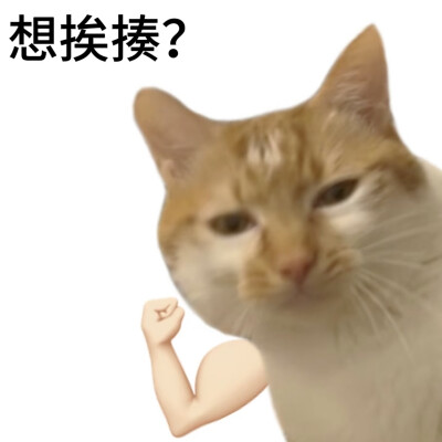 小猫表情包